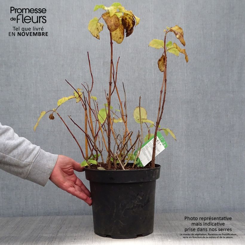Exemplaar van Hydrangea arborescens Annabelle - Sneeuwballenhortensia Pot van 6 l/7 l zoals geleverd in de herfst