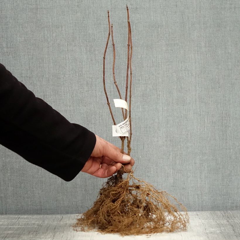 Exemplaar van Hydrangea arborescens Annabelle - Sneeuwballenhortensia Naakte wortel zoals geleverd in de winter