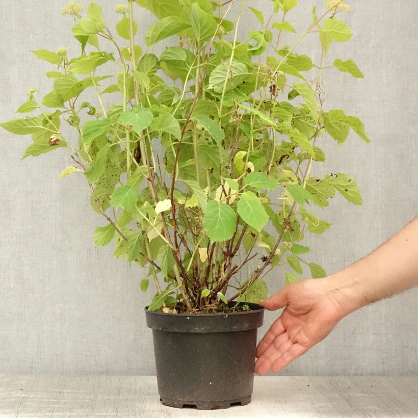 Exemplaar van Hydrangea arborescens Candybelle Marshmallow - struikhortensia Pot van 3 l/4 l zoals geleverd in de zomer