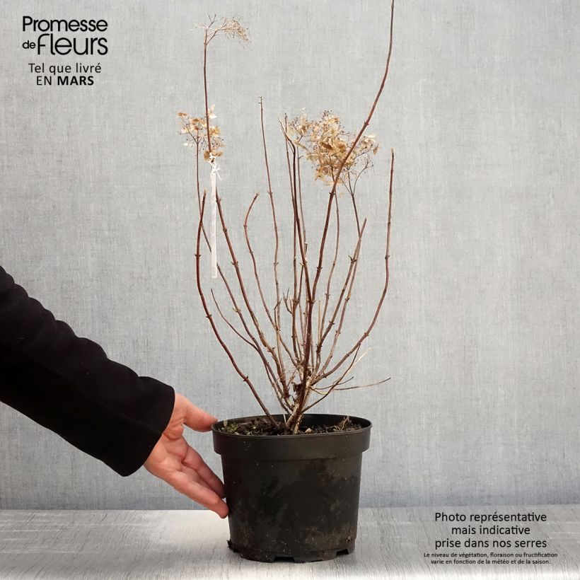 Example of Hydrangea arborescens Candybelle Marshmallow - struikhortensia Pot van 3 l/4 l as you get in printemps