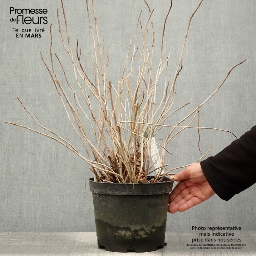 Exemplaar van Hydrangea arborescens Emerald lace - struikhortensia Pot van 4 l/5 l zoals geleverd in de lente