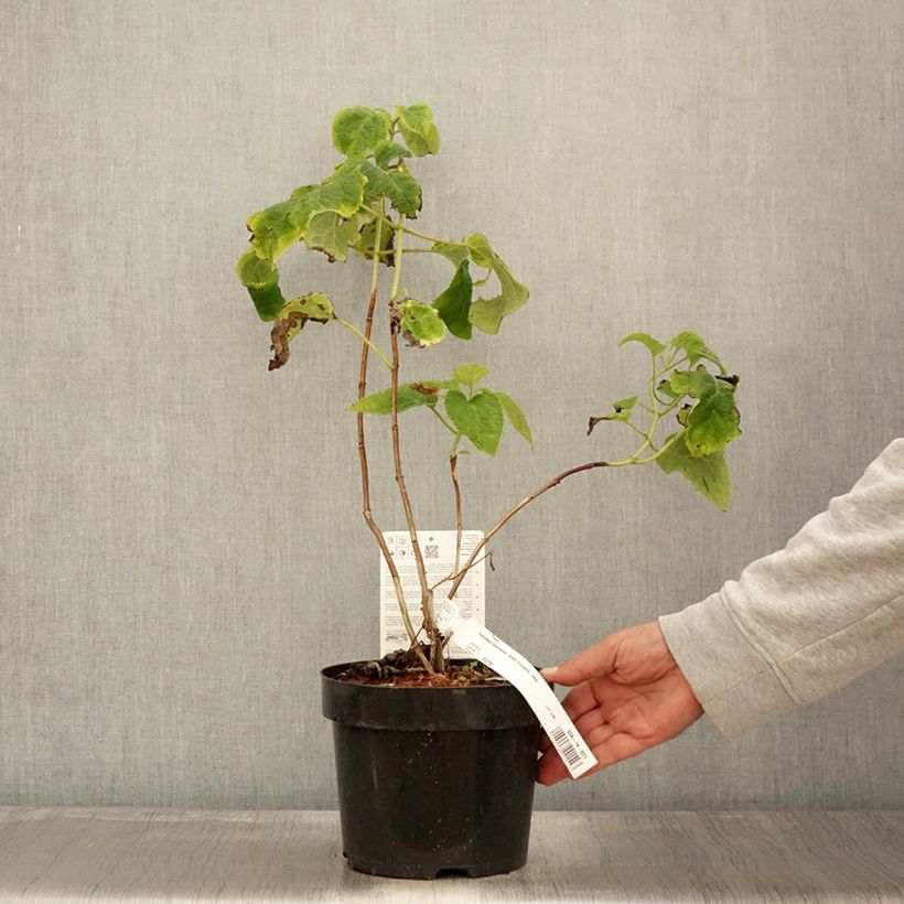 Exemplaar van Hydrangea arborescens Golden Annabelle - struikhortensia Pot van 3 l/4 l zoals geleverd in de herfst
