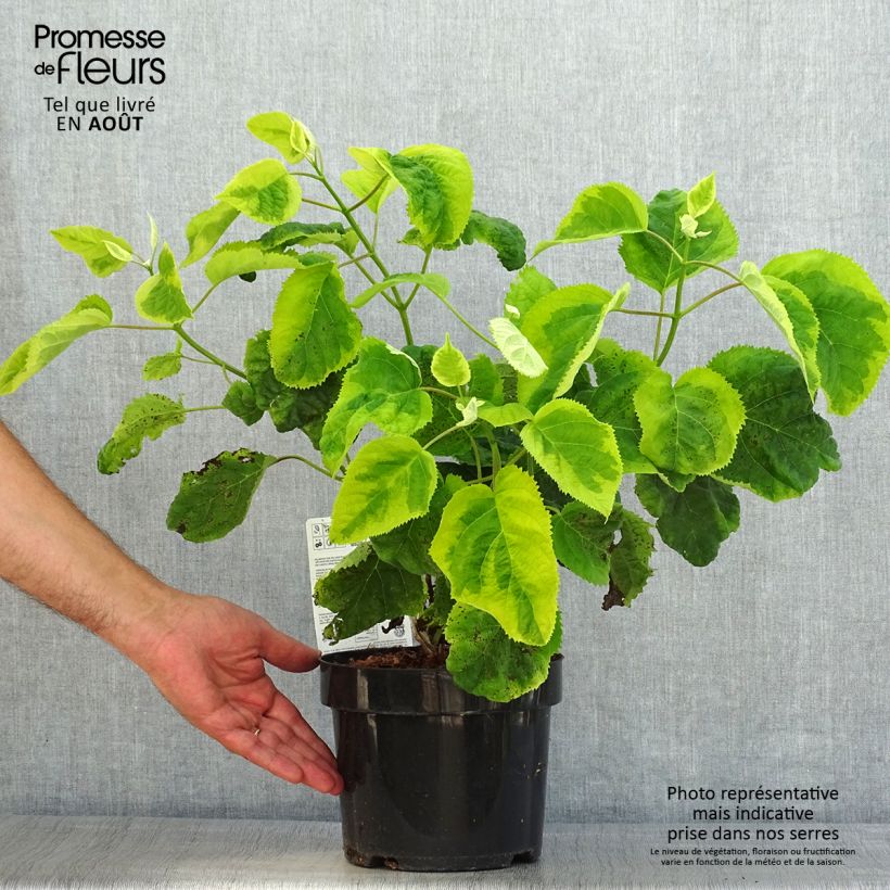 Exemplaar van Hydrangea arborescens Golden Annabelle - struikhortensia Pot van 3 l/4 l zoals geleverd in de zomer