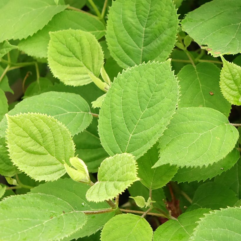 Hydrangea arborescens Ruby Annabelle - struikhortensia (Blad)