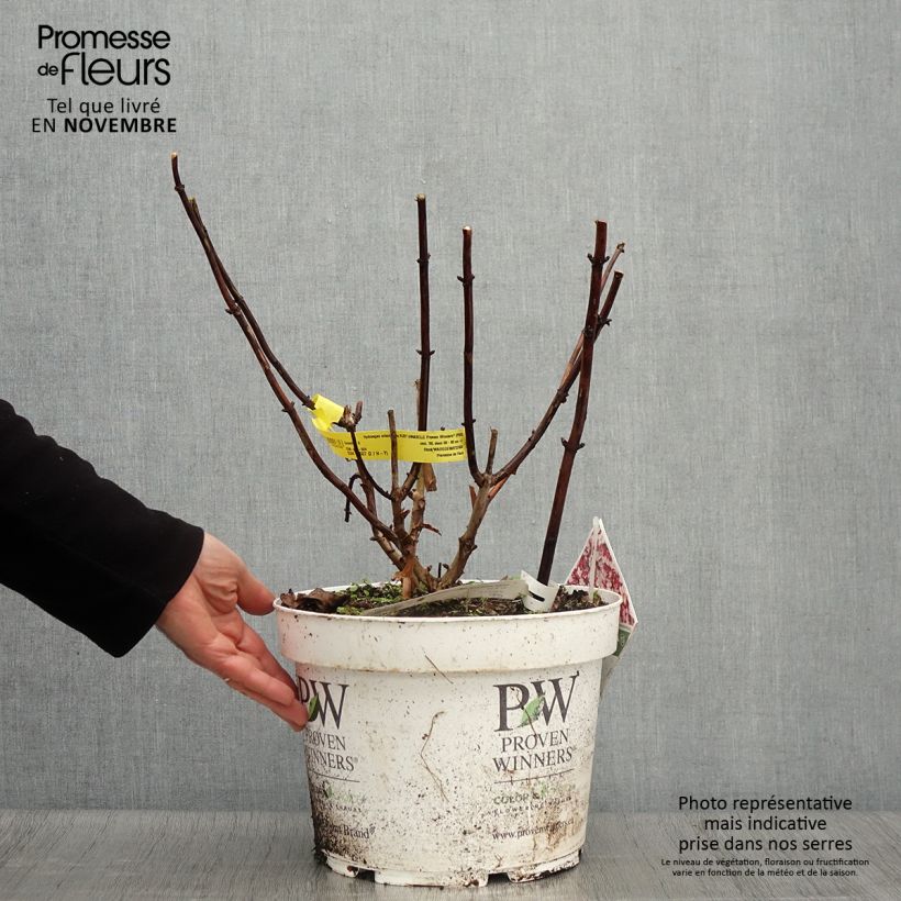 Exemplaar van Hydrangea arborescens Ruby Annabelle - struikhortensia Pot van 4 l/5 l zoals geleverd in de herfst