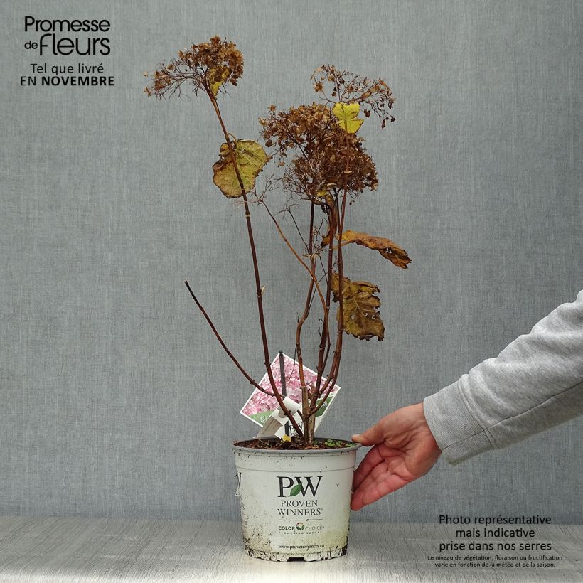 Exemplaar van Hydrangea arborescens Sweet Annabelle - sneeuwballenhortensia Pot van 2 l/3 l, Struik zoals geleverd in de herfst