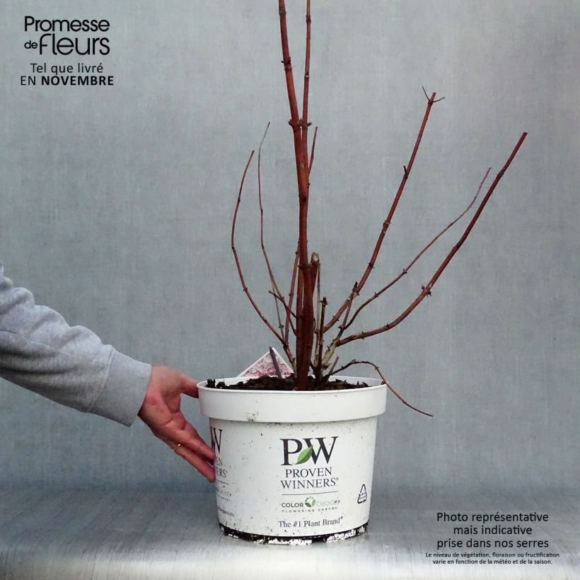 Exemplaar van Hydrangea arborescens Sweet Annabelle - sneeuwballenhortensia Pot van 7,5 l/10 l zoals geleverd in de herfst