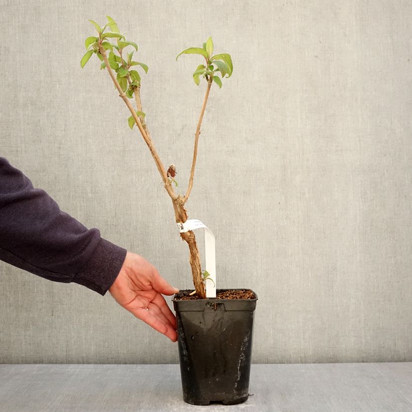 Exemplaar van Hydrangea aspera Anthony Bullivant - Fluweelhortensia Pot van 1,5 l/2 l zoals geleverd in de lente