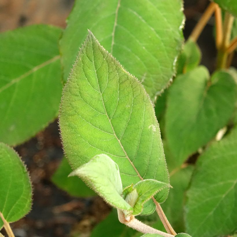 Hydrangea aspera Bellevue - Fluweelhortensia (Blad)
