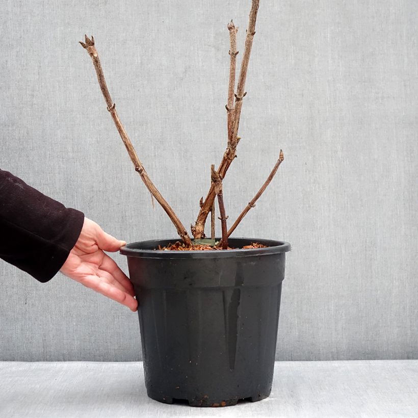 Exemplaar van Hydrangea aspera Kawakami - Fluweelhortensia Pot van 7,5 l/10 l zoals geleverd in de winter