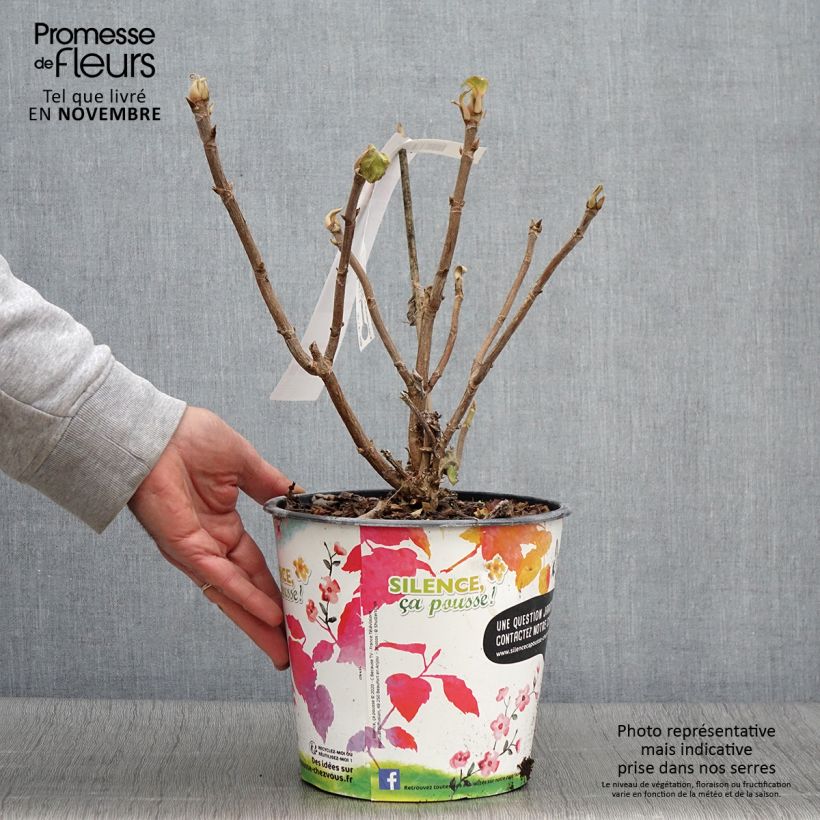 Exemplaar van Hydrangea aspera Sargentiana - Fluweelhortensia Pot van 3 l/4 l zoals geleverd in de herfst