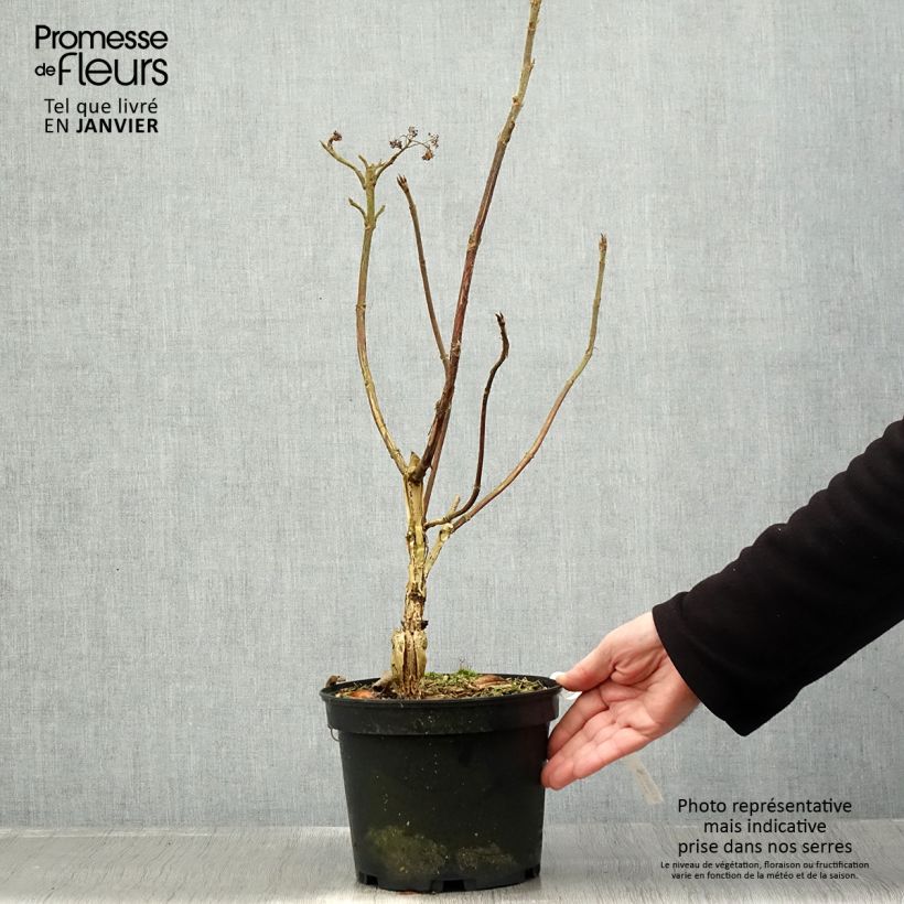 Exemplaar van Hortensia - Hydrangea aspera villosa Velvet & Lace Pot de 4L/5L zoals geleverd in de winter