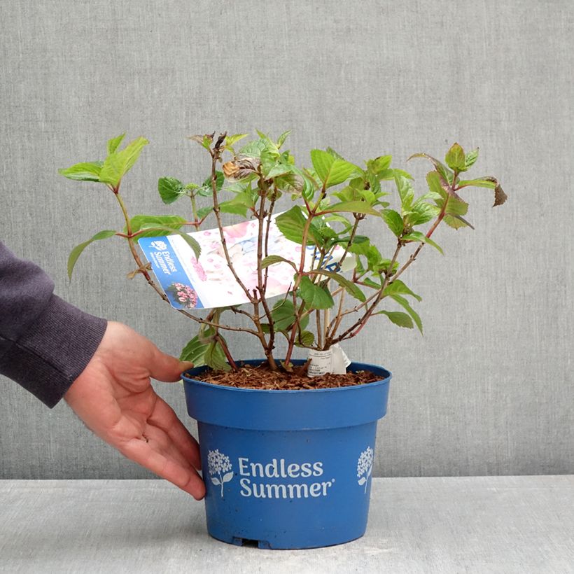 Exemplaar van Hydrangea Endless Summer Pop Star (roze) - Bolhortensia Pot van 3 l/4 l zoals geleverd in de lente