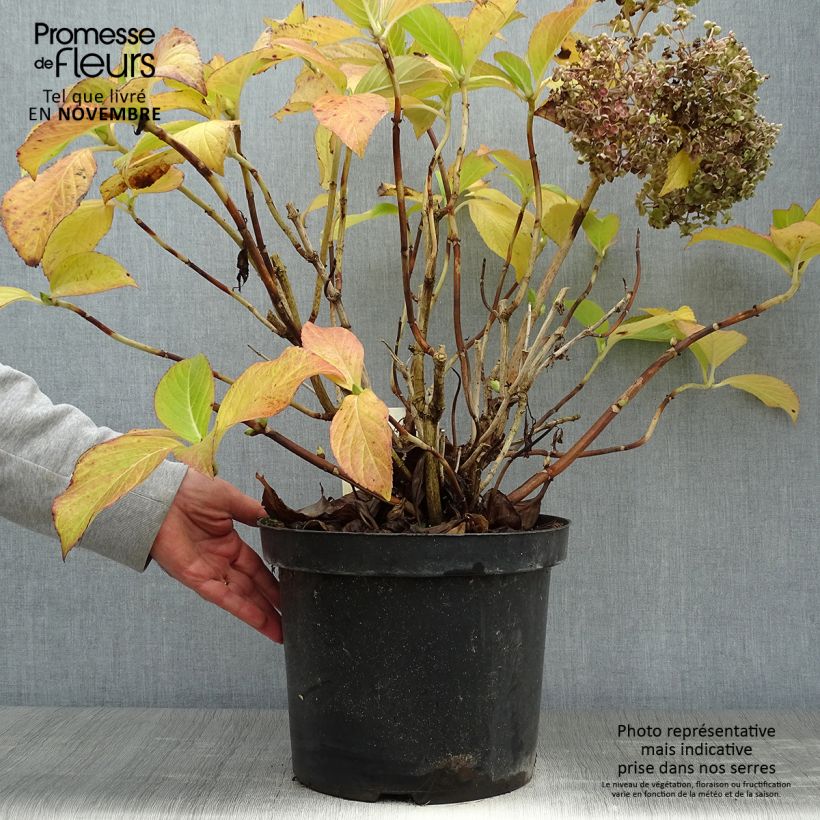 Exemplaar van Hydrangea macrophylla Ayesha - Bolhortensia Pot van 7,5 l/10 l zoals geleverd in de herfst