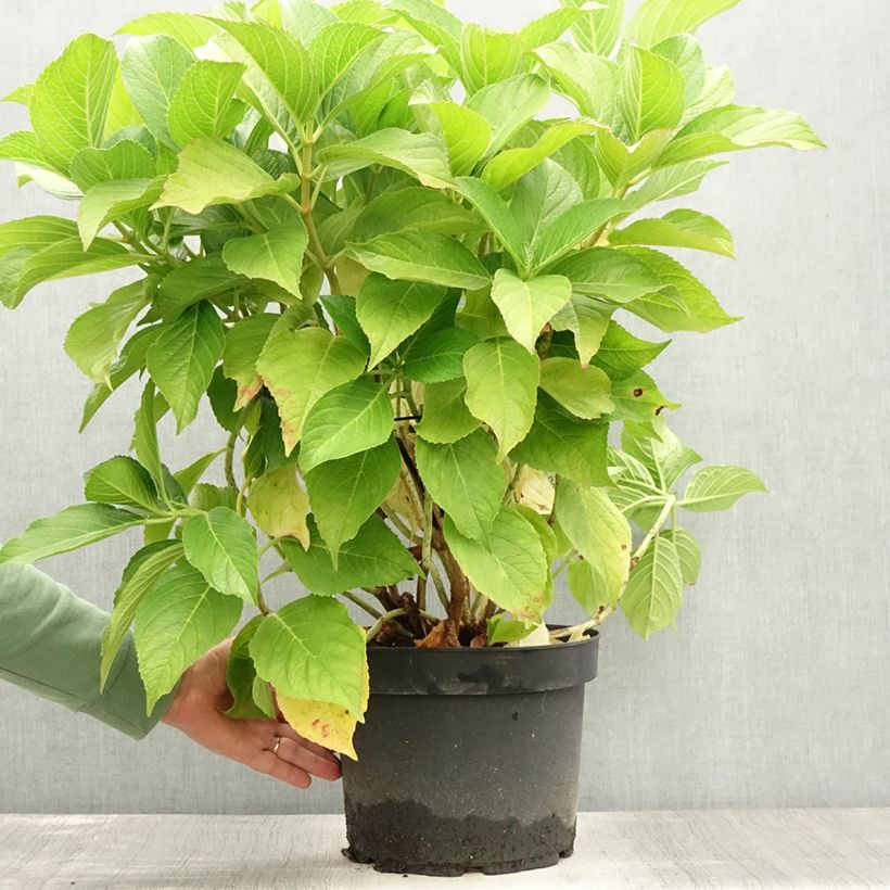 Exemplaar van Hydrangea macrophylla Ayesha - Bolhortensia Pot van 7,5 l/10 l zoals geleverd in de zomer
