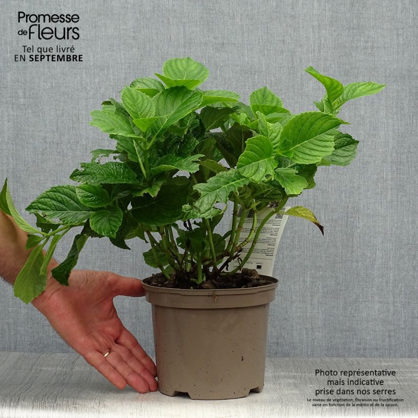 Exemplaar van Hydrangea macrophylla Baron Rouge - Boerenhortensia rood Pot van 2 l/3 l zoals geleverd in de herfst