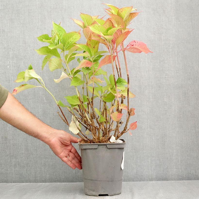 Exemplaar van Hydrangea macrophylla Baron Rouge - Boerenhortensia rood Pot van 4 l/5 l zoals geleverd in de zomer