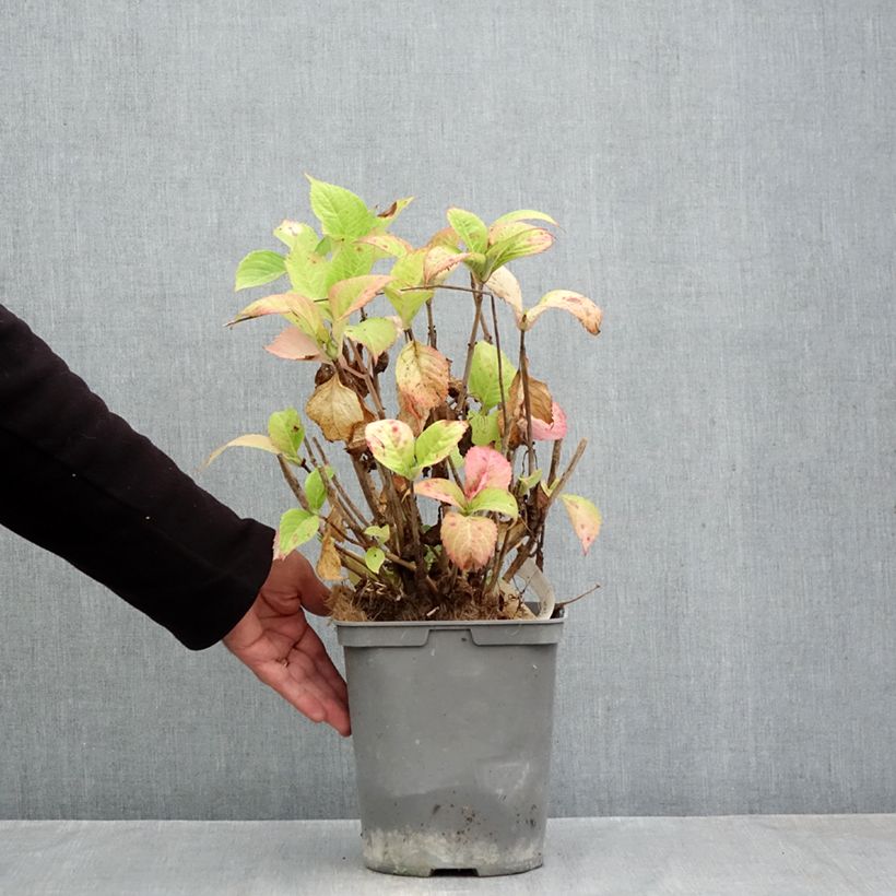 Exemplaar van Hydrangea macrophylla Baron Rouge - Boerenhortensia rood Pot van 4 l/5 l zoals geleverd in de herfst