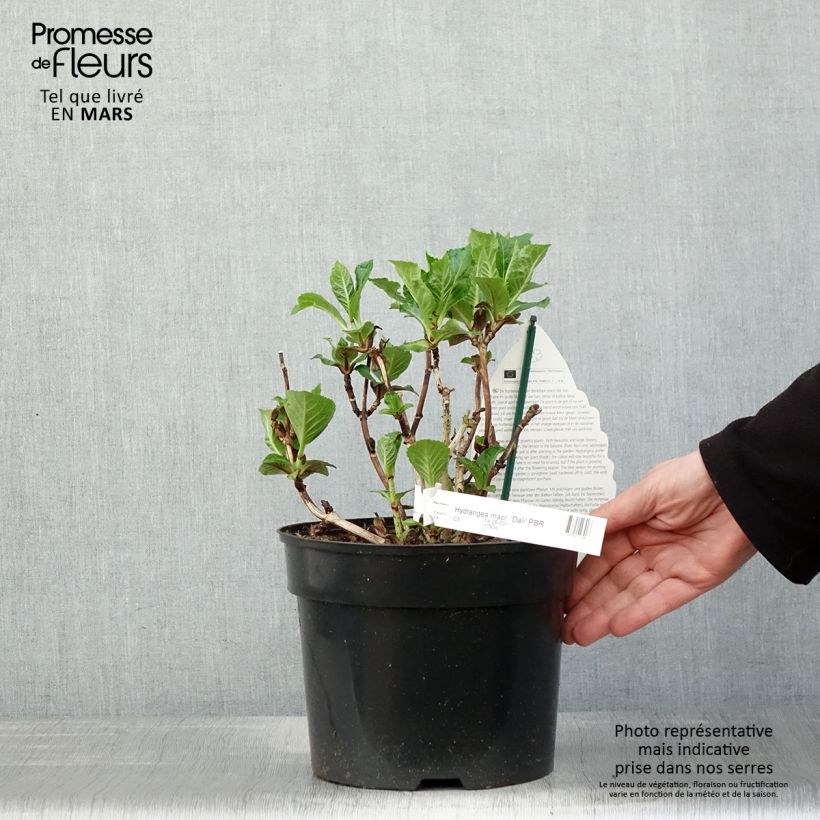Exemplaar van Hydrangea macrophylla Beautensia Dali - Bolhortensia Pot van 4 l/5 l zoals geleverd in de lente