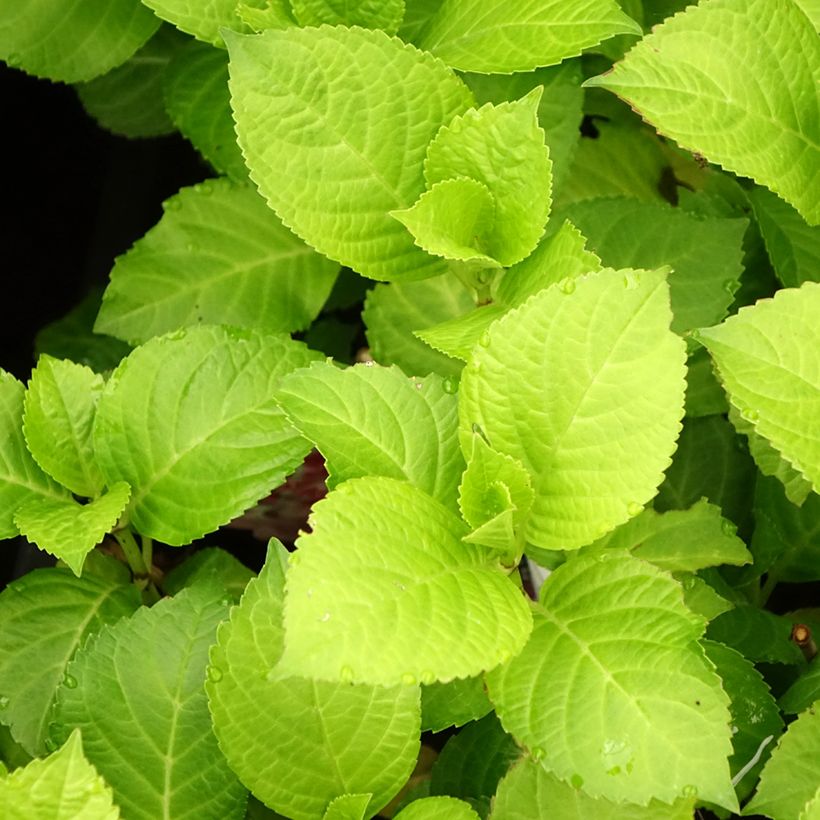 Hydrangea macrophylla Beautensia Dali - Bolhortensia (Blad)