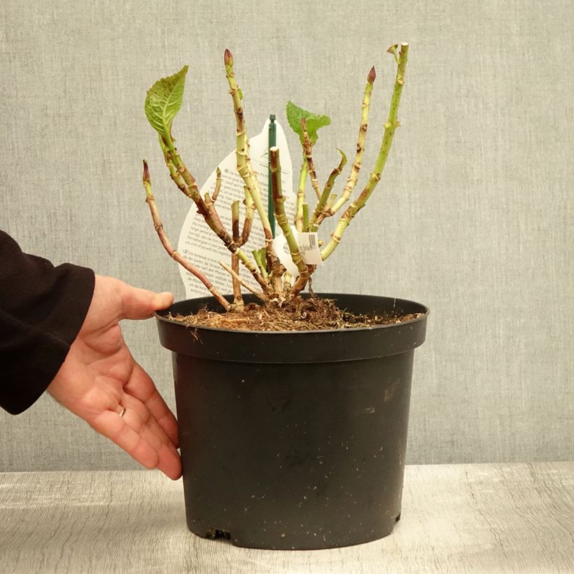 Exemplaar van Hortensia - Hydrangea macrophylla Beautensia Spike Pot de 4L/5L zoals geleverd in de herfst