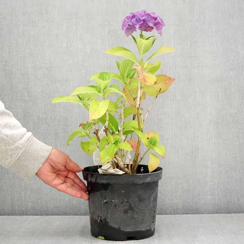 Exemplaar van Hydrangea macrophylla Beautensia Spike - Bolhortensia Pot van 4 l/5 l zoals geleverd in de zomer