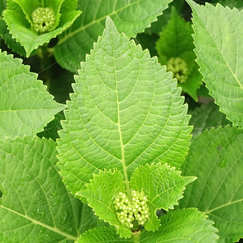 Hydrangea macrophylla Beautensia Spike - Bolhortensia (Blad)