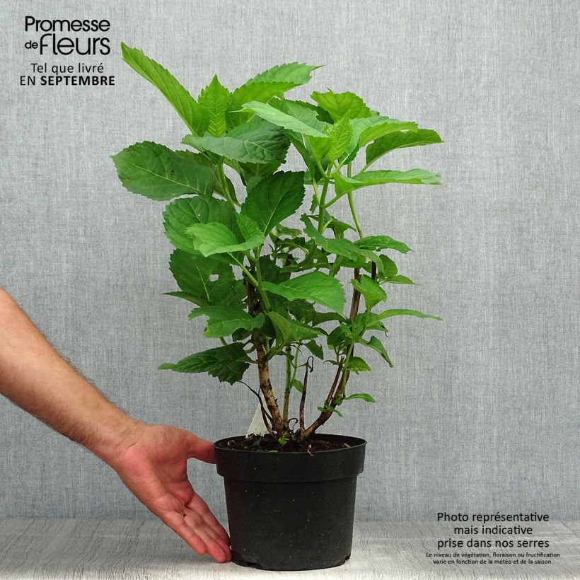 Exemplaar van Hydrangea macrophylla Bela - Bolhortensia Pot van 2 l/3 l zoals geleverd in de herfst