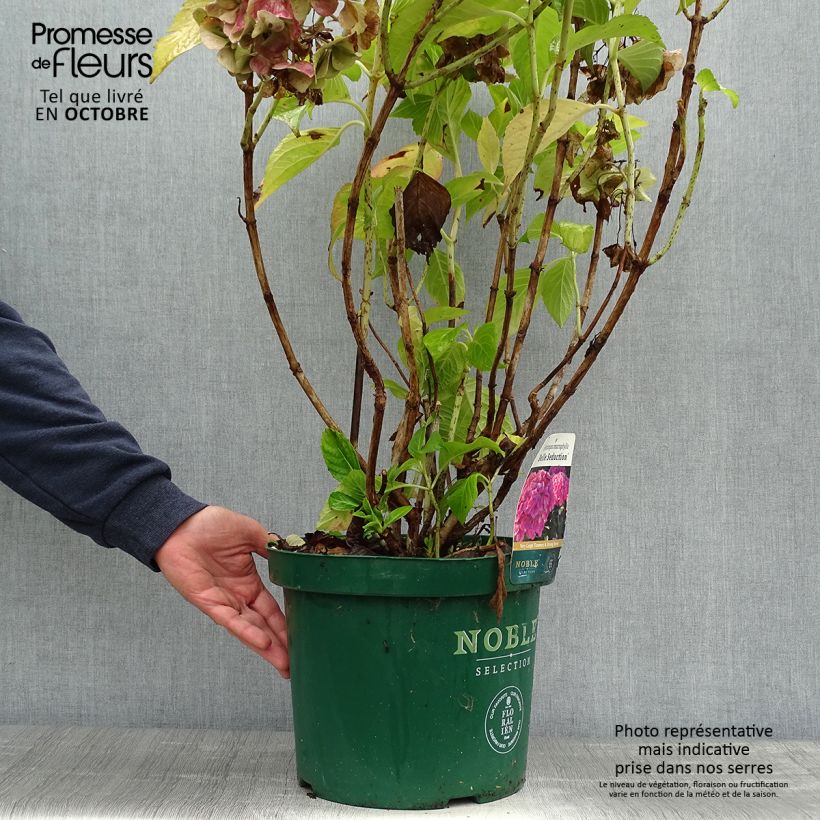 Exemplaar van Boerenhortensia Belle Séduction Bodalan BIO Pot van 7,5 l/10 l zoals geleverd in de herfst