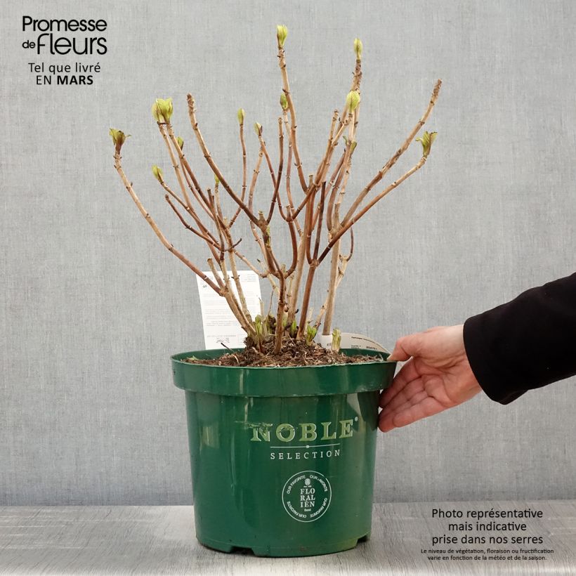 Exemplaar van Boerenhortensia Belle Séduction Bodalan BIO Pot van 7,5 l/10 l zoals geleverd in de lente