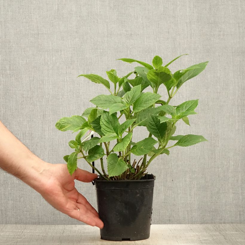 Exemplaar van Hydrangea macrophylla Benelux - Bolhortensia Pot van 2 l/3 l, Struik zoals geleverd in de zomer