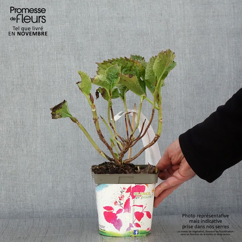 Exemplaar van Hydrangea macrophylla Benelux - Bolhortensia roze Pot van 2 l/3 l, Struik zoals geleverd in de herfst