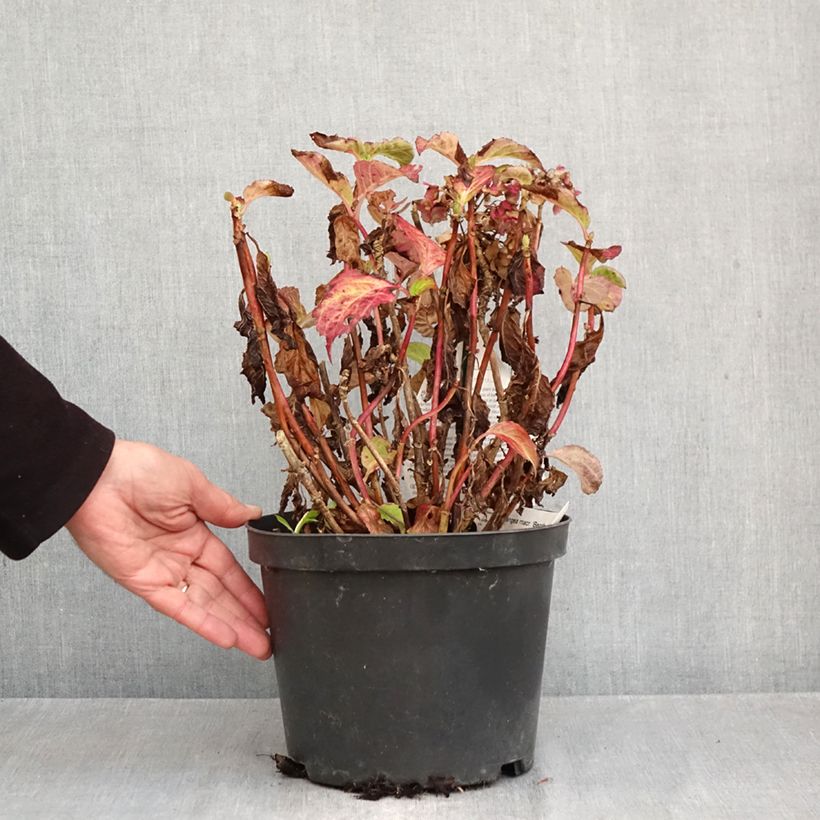 Exemplaar van Hydrangea macrophylla Benthe - Bolhortensia Pot van 4 l/5 l zoals geleverd in de herfst