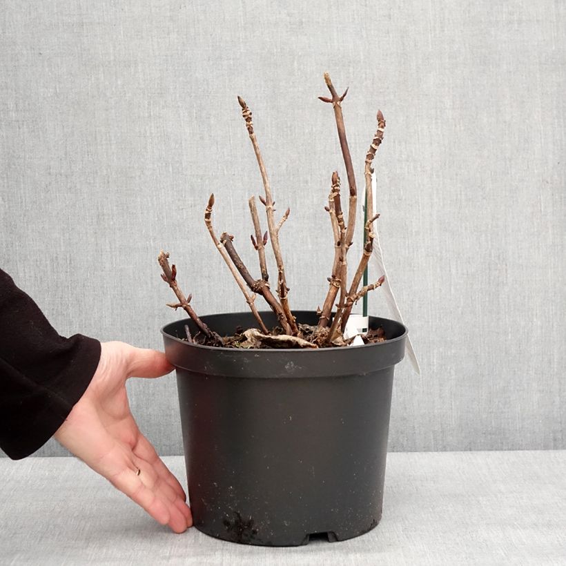 Exemplaar van Hydrangea macrophylla Benthe - Bolhortensia Pot van 4 l/5 l zoals geleverd in de winter