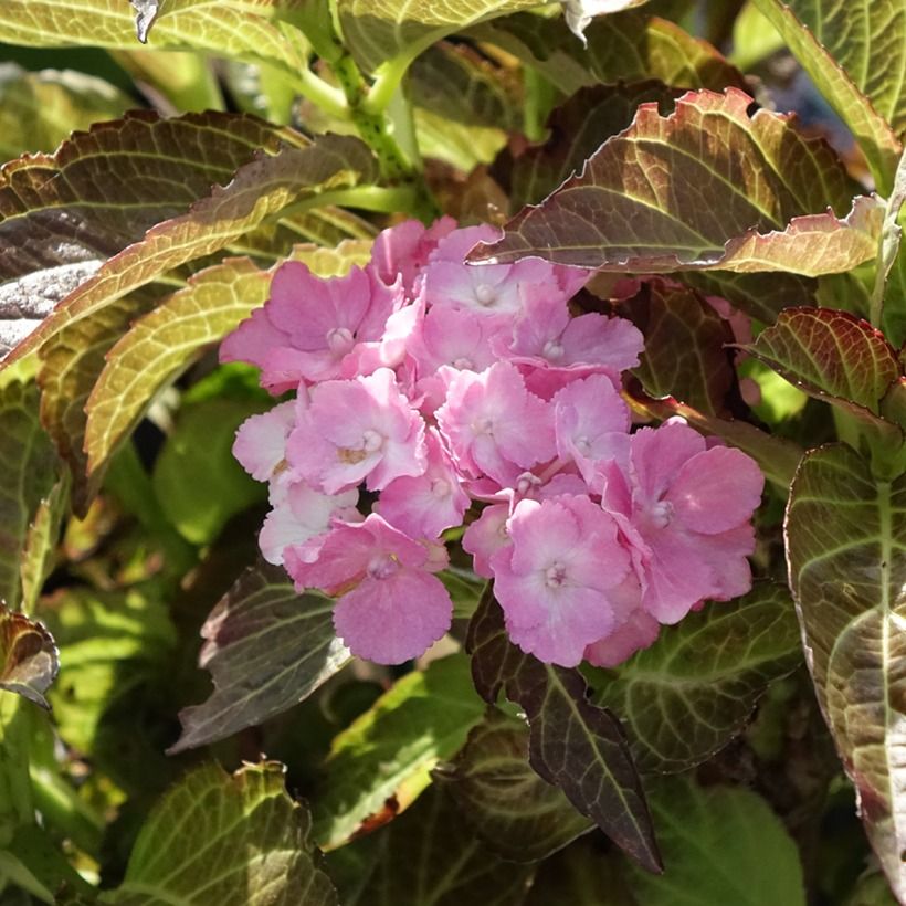 Hydrangea macrophylla Benthe - Bolhortensia (Bloei)