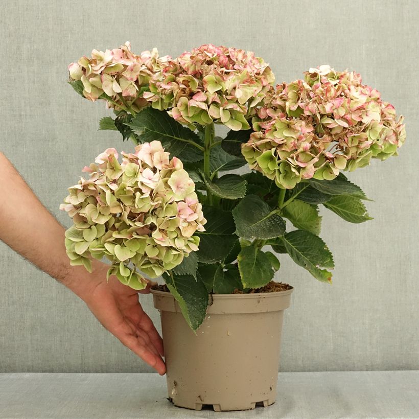 Exemplaar van Hydrangea macrophylla Berlin - Bolhortensia Pot van 4 l/5 l zoals geleverd in de zomer