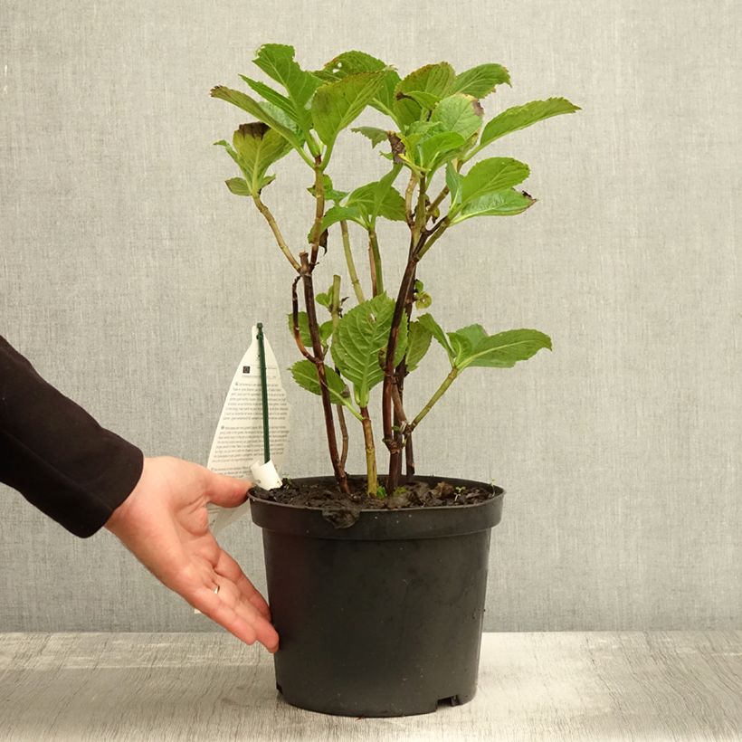 Exemplaar van Hydrangea macrophylla Black Steel Purple - Bolhortensia Pot van 4 l/5 l zoals geleverd in de herfst