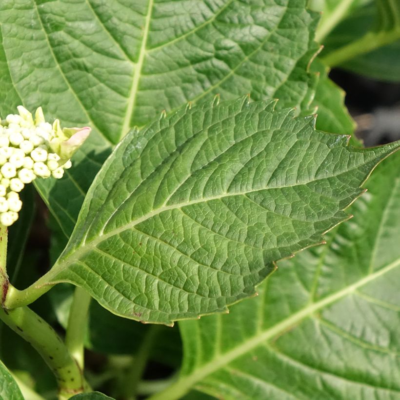 Hydrangea macrophylla Bloombuster - Bolhortensia roze (Blad)