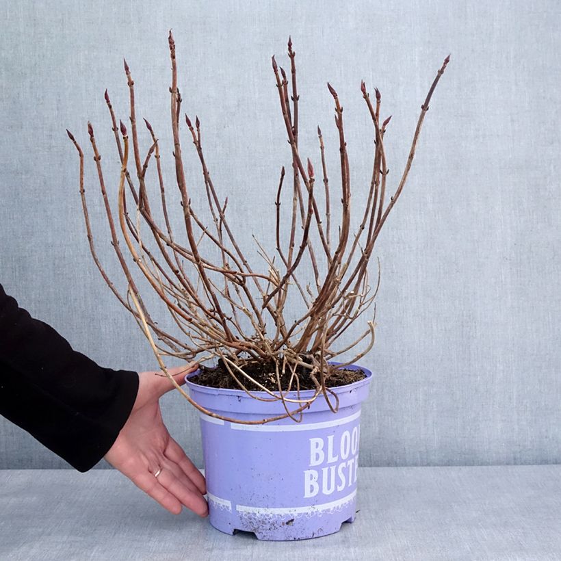 Exemplaar van Hydrangea macrophylla Bloombuster - Bolhortensia roze Pot van 4 l/5 l zoals geleverd in de winter