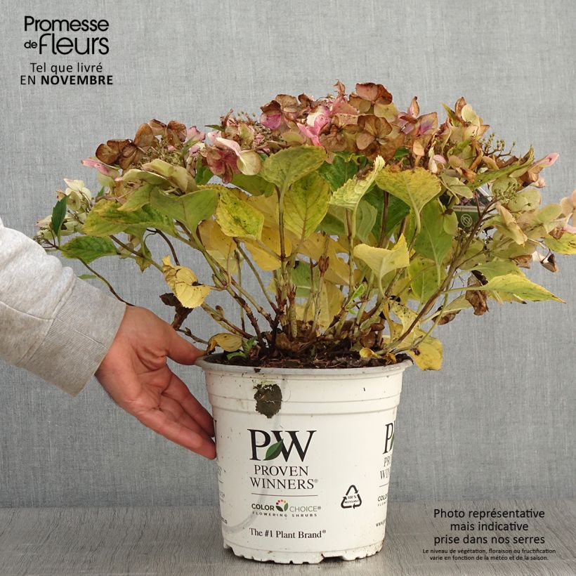 Exemplaar van Hydrangea macrophylla Blueberry Cheesecake - Schermhortensia Pot van 4 l/5 l zoals geleverd in de herfst