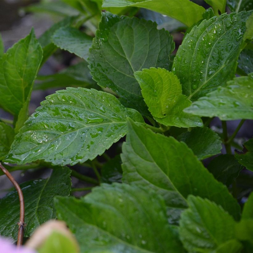 Hydrangea macrophylla Bodensee - Bolhortensia (Foliage)