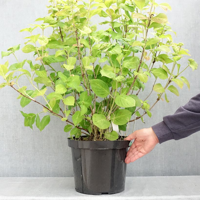 Exemplaar van Hydrangea macrophylla Bouquet Rose - Bolhortensia roze Pot van 7,5 l/10 l zoals geleverd in de lente