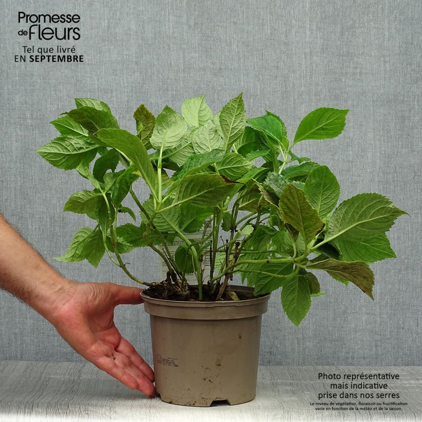 Exemplaar van Hydrangea macrophylla Bouquet Rose - Bolhortensia roze Pot van 2 l/3 l zoals geleverd in de herfst