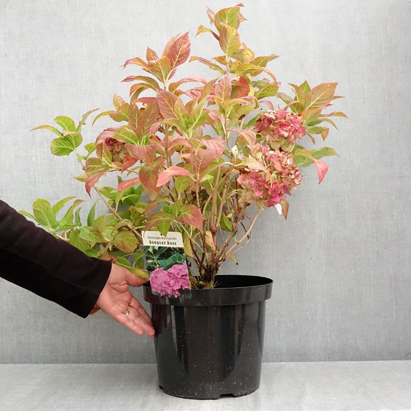 Exemplaar van Hydrangea macrophylla Bouquet Rose - Bolhortensia roze Pot van 7,5 l/10 l zoals geleverd in de herfst
