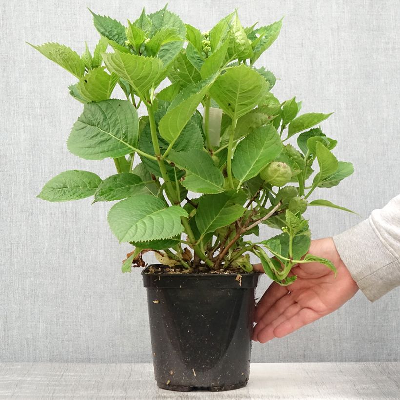 Exemplaar van Hydrangea macrophylla Buchfink - Bolhortensia Pot van 2 l/3 l zoals geleverd in de zomer