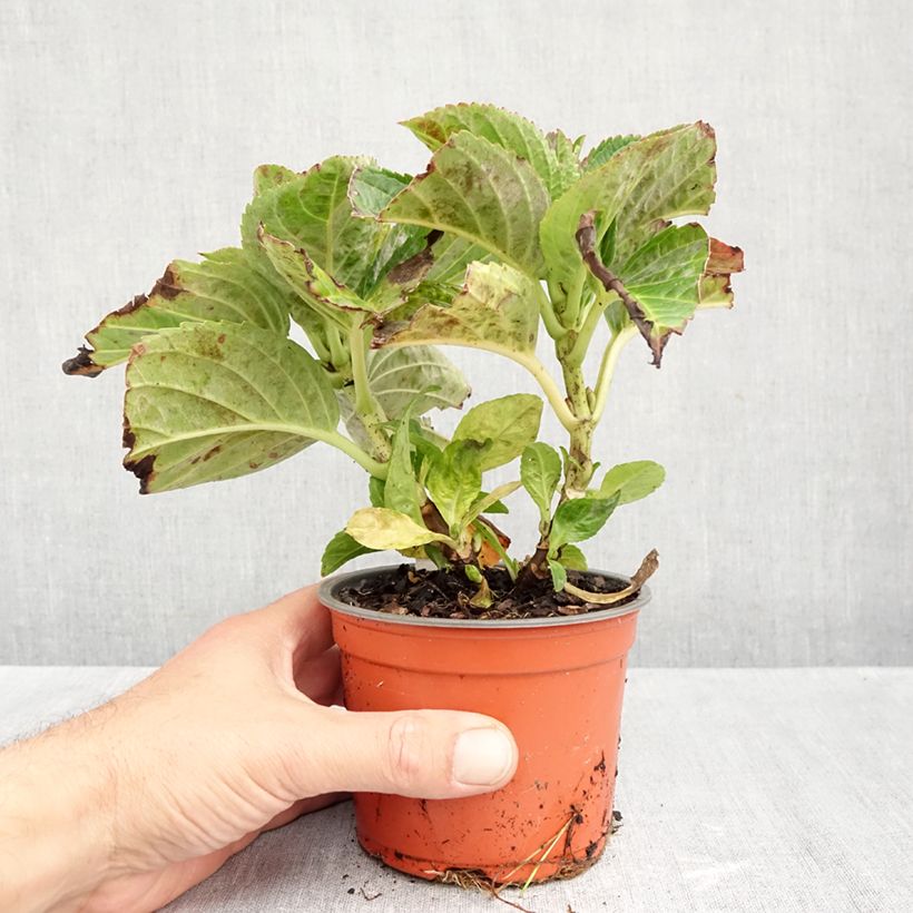 Exemplaar van Hydrangea macrophylla Caipirinha - Bolhortensia Pot van 12 cm / 13 cm zoals geleverd in de herfst