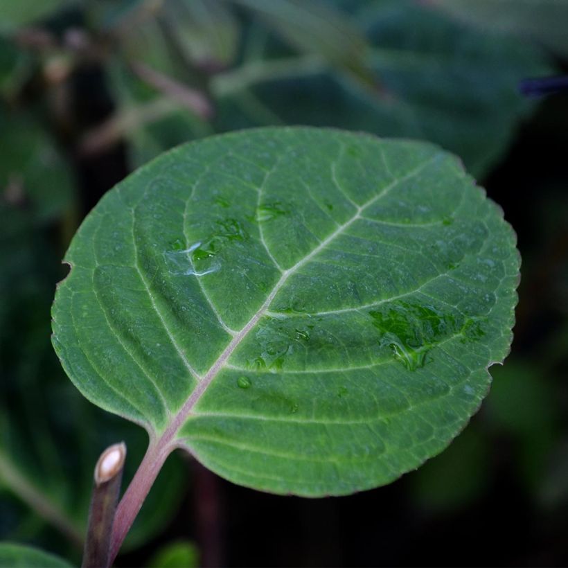 Hydrangea macrophylla Camino - Bolhortensia (Blad)