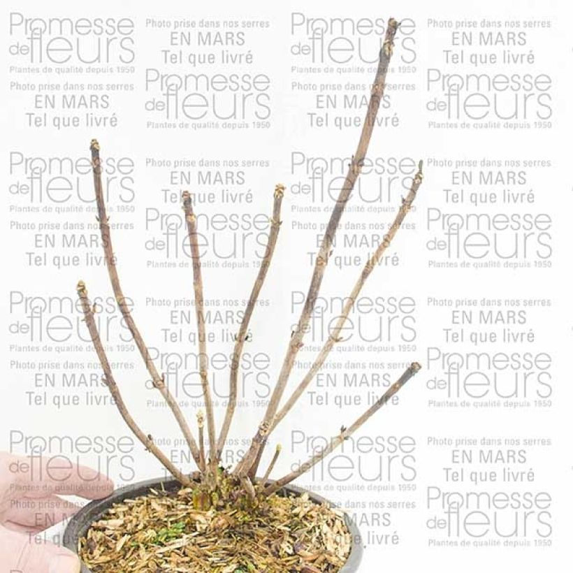 Voorbeeld van een exemplaar van Hydrangea macrophylla Camino - Bolhortensia Pot van 2 l/3 l, Struik zoals geleverd