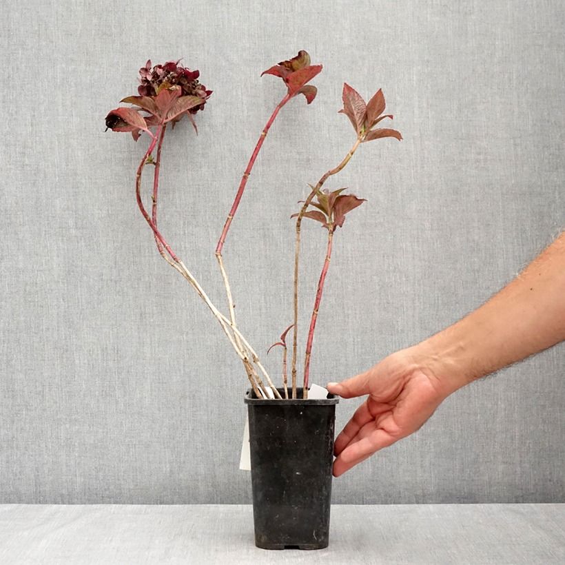 Exemplaar van Hydrangea macrophylla Chocolate Ever Belles Hokomachoko - Bolhortensia Pot van 1,5 l/2 l zoals geleverd in de zomer