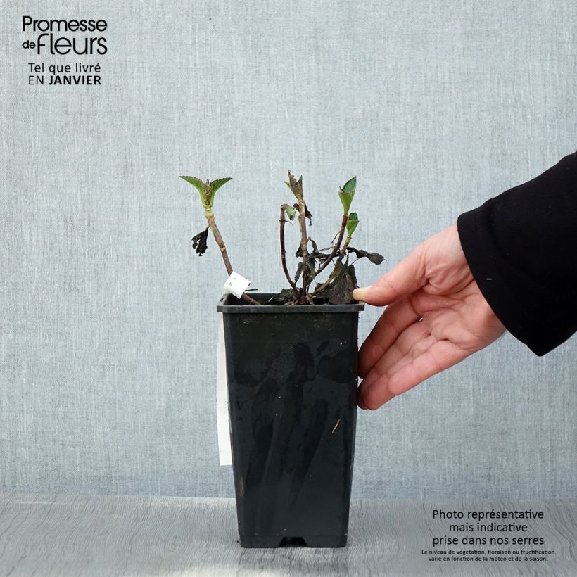 Exemplaar van Hydrangea macrophylla Chocolate Ever Belles Hokomachoko - Bolhortensia Pot van 1,5 l/2 l zoals geleverd in de winter